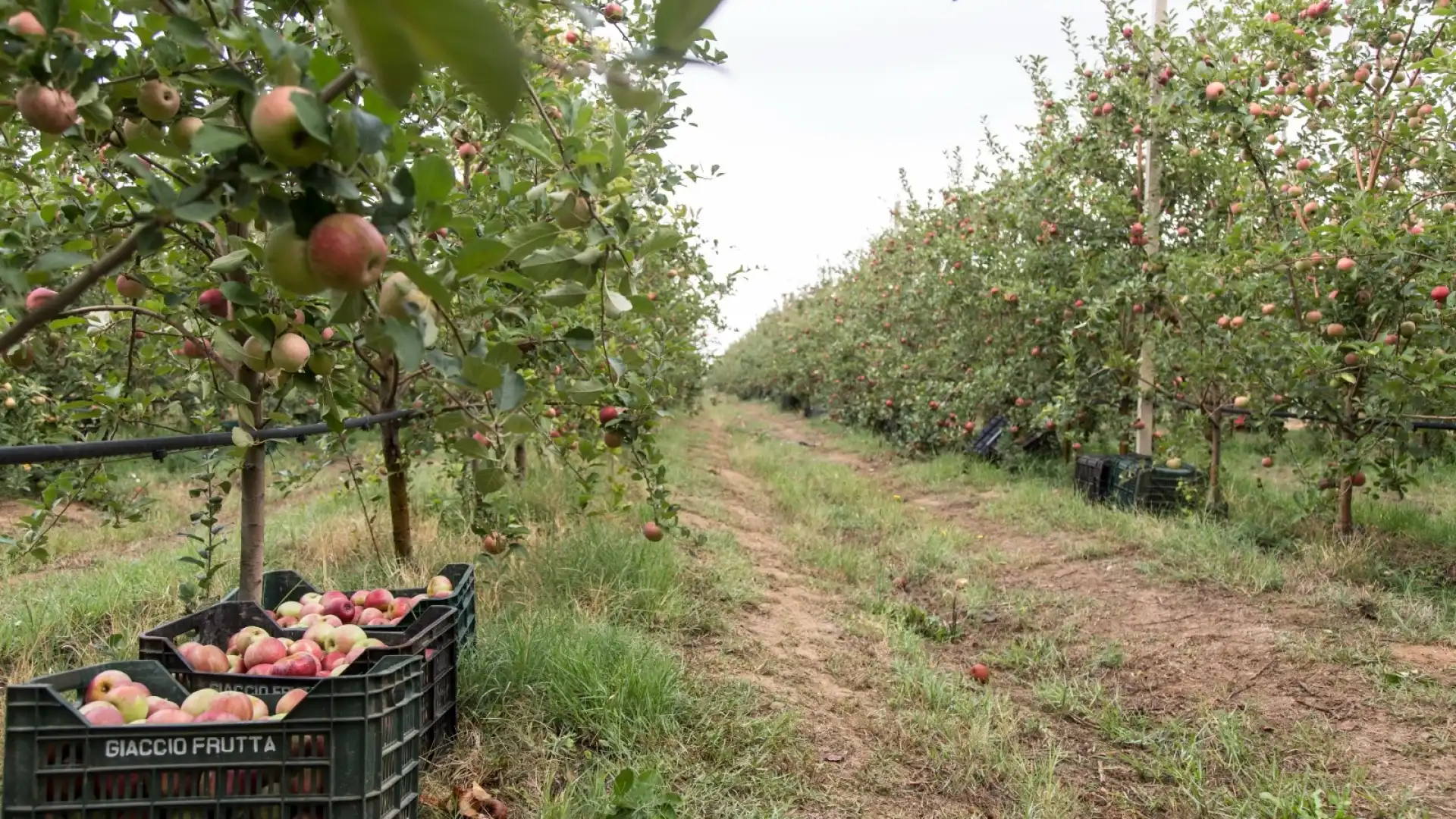 Melannurca Campana IGP, è iniziata la raccolta. Giaccio: “produzione in calo ma di qualità superiore”